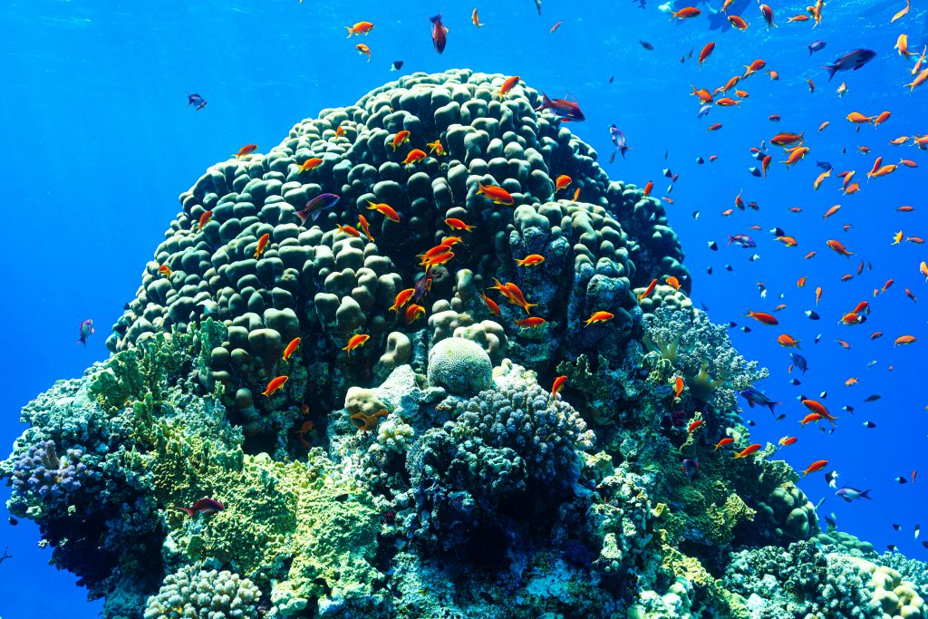 Orange Bay Snorkeling Trip
